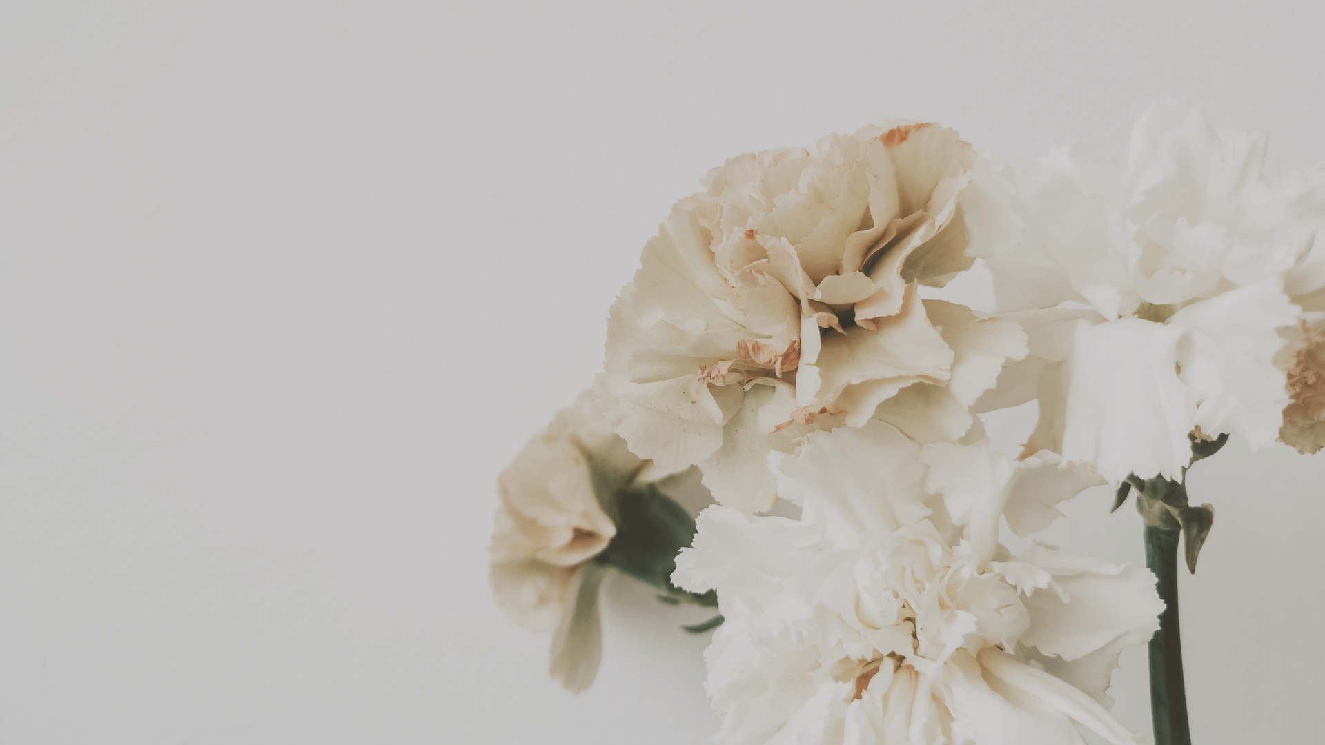 Bloom Where You’re Planted: A Journey to Finding Fulfillment in the Present